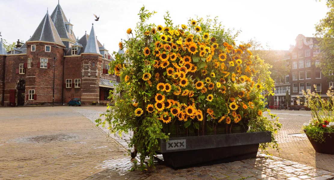 Van Gogh Museum: Sunflower Flash Amsterdam
