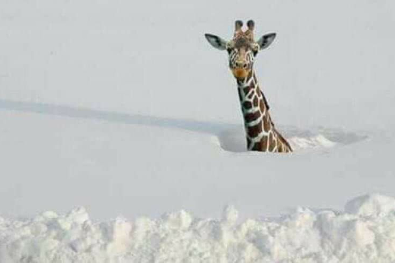 giraffe_sneeuw.jpg " src=
