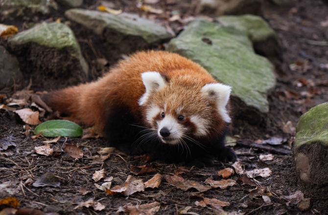 Dierenpark Amersfoort