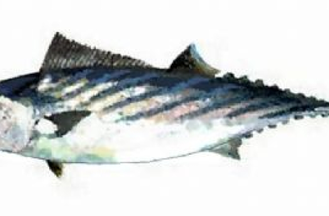 bonito_bedrijfsuitje.jpg