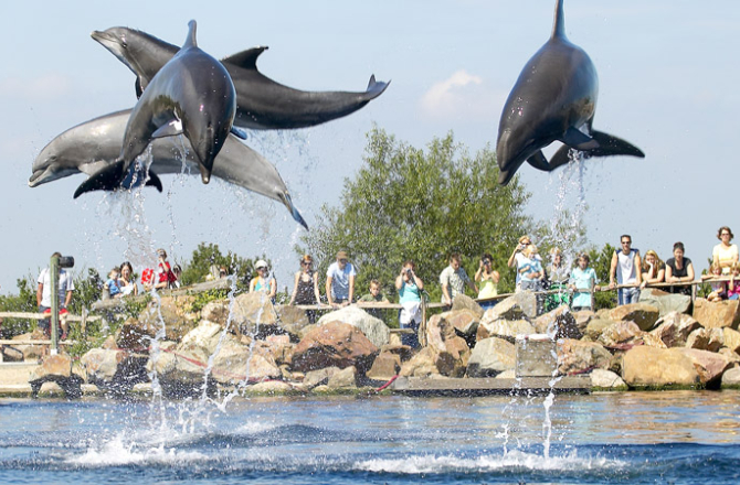 dolfinarium_actie.jpg