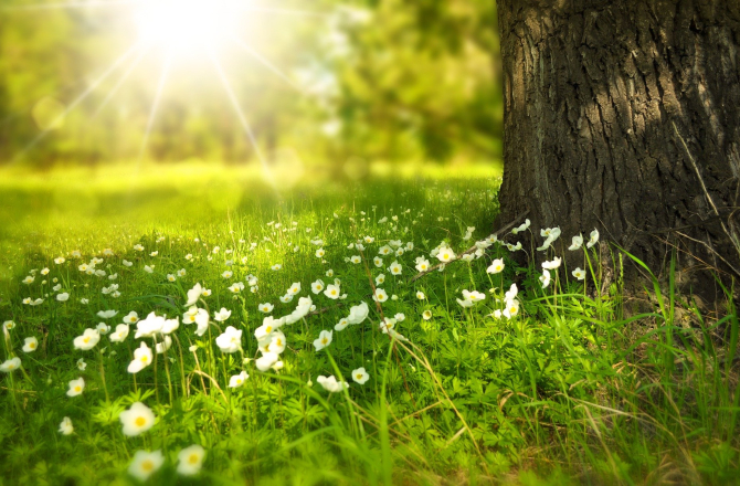 flowers-g4a03d3c7e_1920.jpg