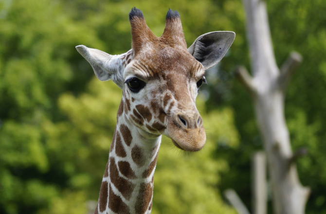 giraffe-844789_1920.jpg