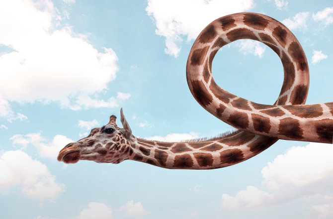 giraffe_knoop.jpg