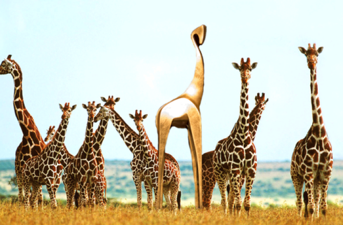 gouden_giraffe_met_echte_giraffes.png