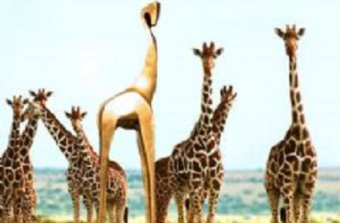 gouden_giraffe_tussen_giraffes.png