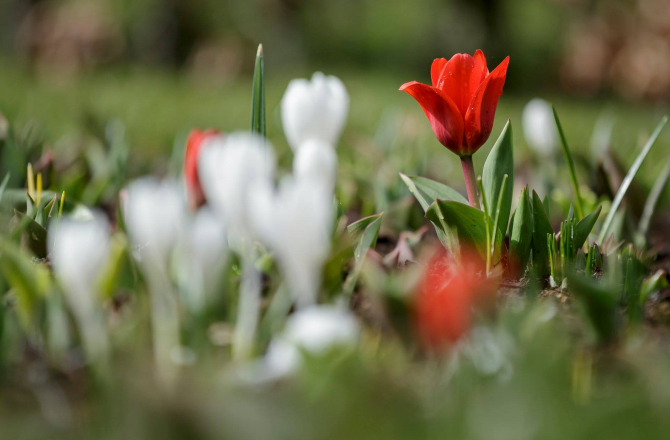 keukenhof_eventbranche.jpg