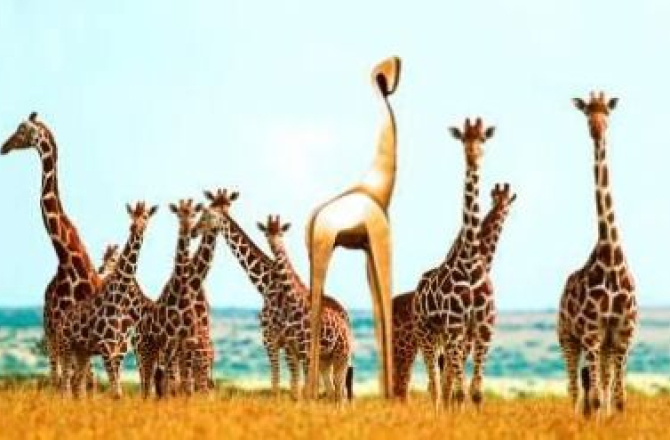 slide_gouden_giraffe_in_het_wild_gecomprimeerd.jpg