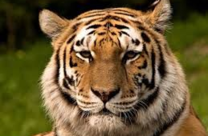 tijger.jpg