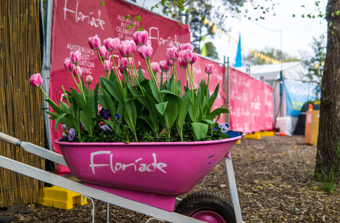 tulips-g8898b7490_1920.jpg