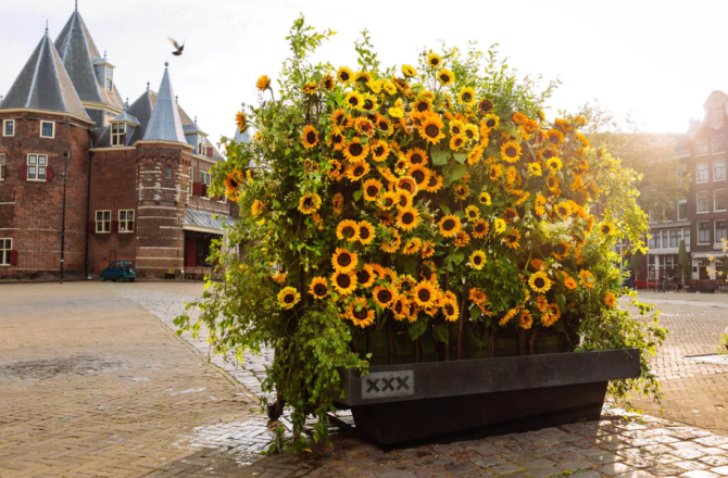 zonnebloemen_van_gogh.png