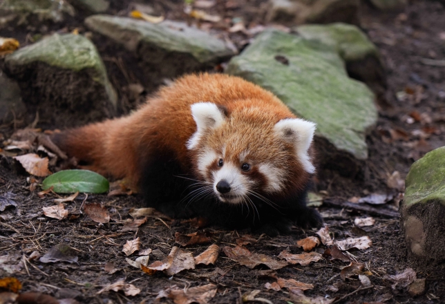 Dierenpark Amersfoort